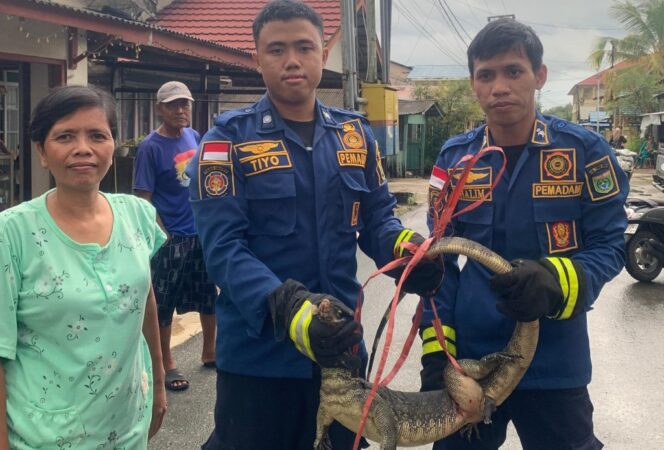 
 Petugas Damkar Batulicin Berhasil Evakuasi Biawak dari Rumah Warga